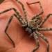 Swamp Spider Australia: Size, Facts & Myths Explained